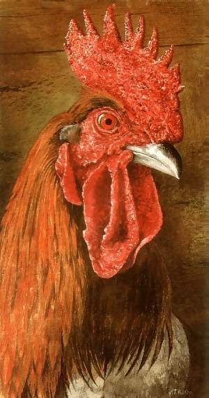 Cockerel (rooster)