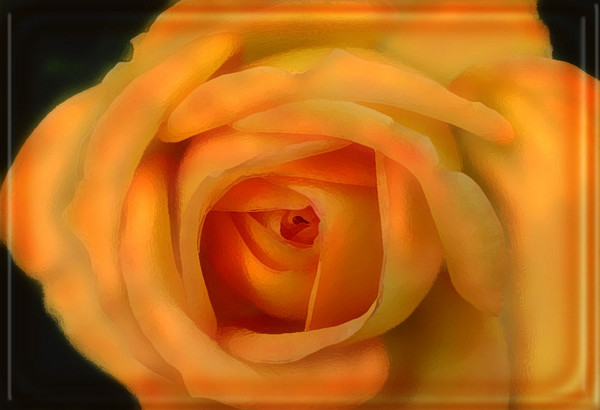 MACRO PEACHY ROSE