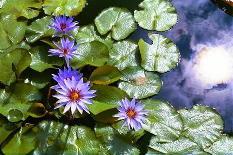 Lilly Pond Queen Elizabeth II Tropical Park Cayman