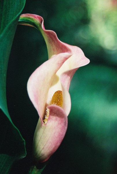 Calla lily