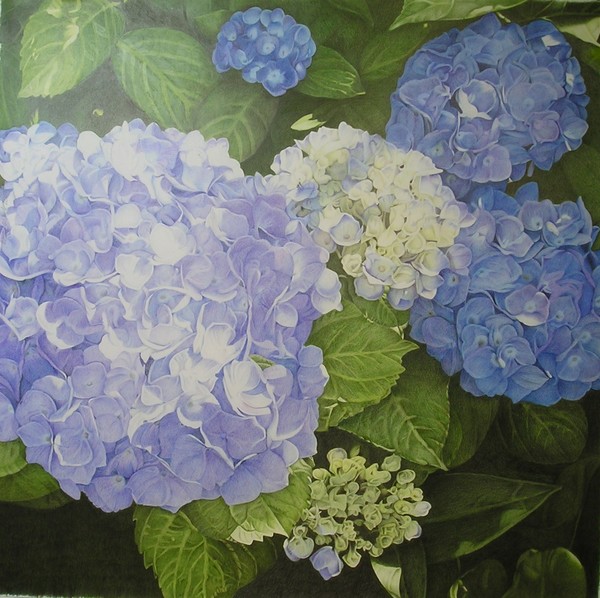 Hydrangeas