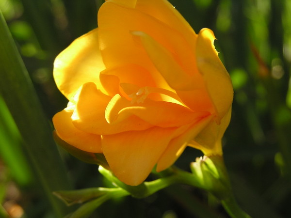 They call me mellow yellow