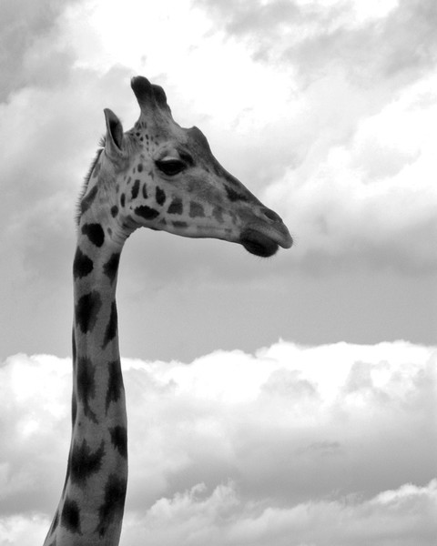 Head in the Clouds