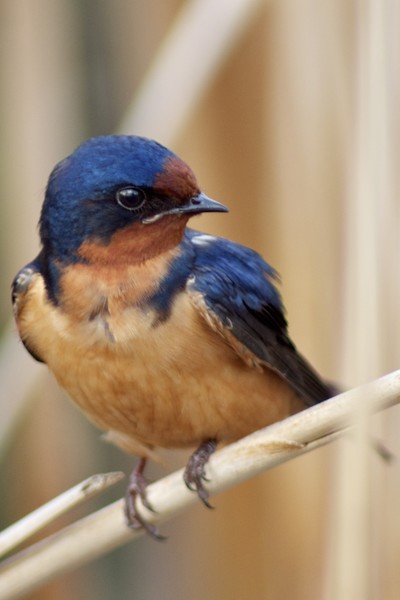 Barn Swallow in an Etobicoke Marsh
