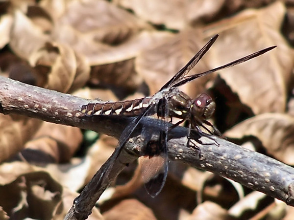 dragonfly
