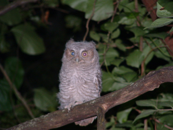 Owl on a Limb