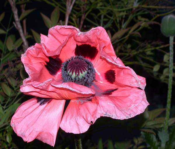 Wendy's Giant Poppy