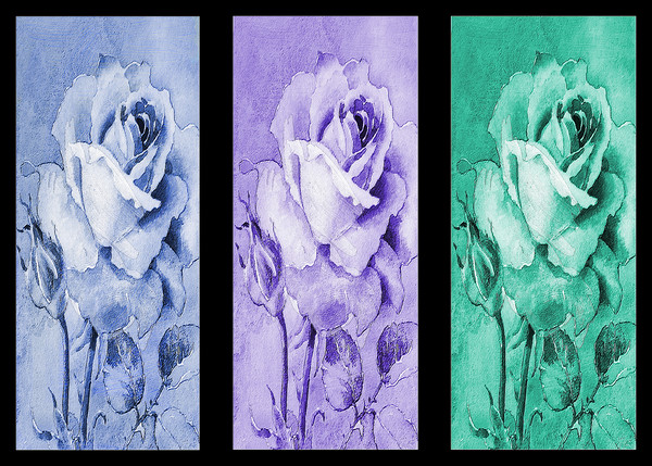 3 roses