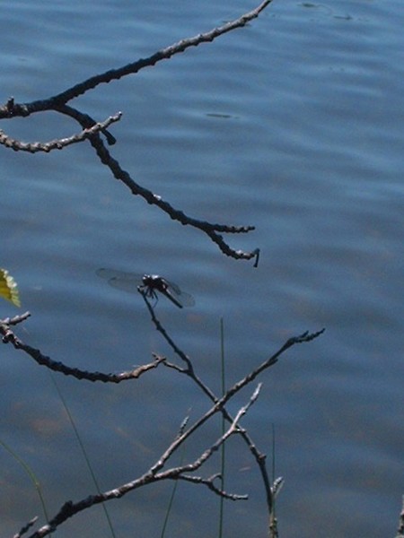 dragon fly