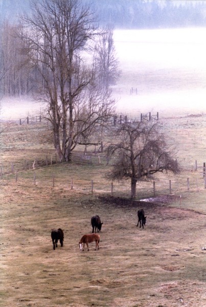 Horses in Pasture