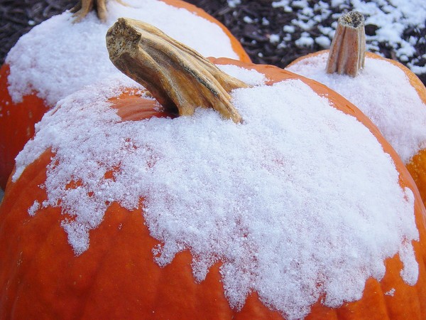 Autumn's Demise