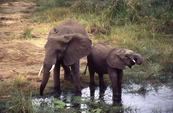 Two elephants