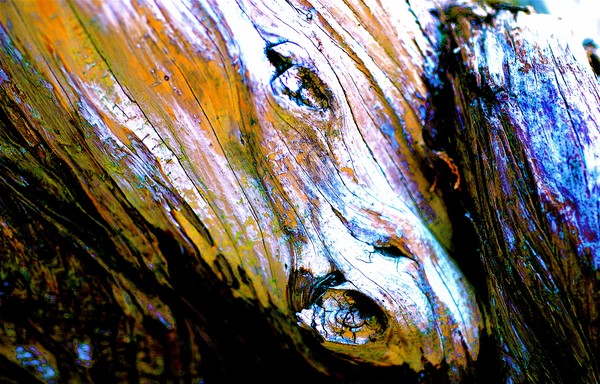 Equine Abstract