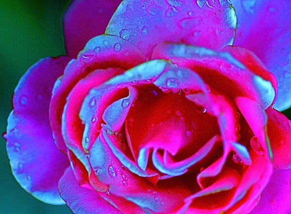 Fantasy of Flowers#3