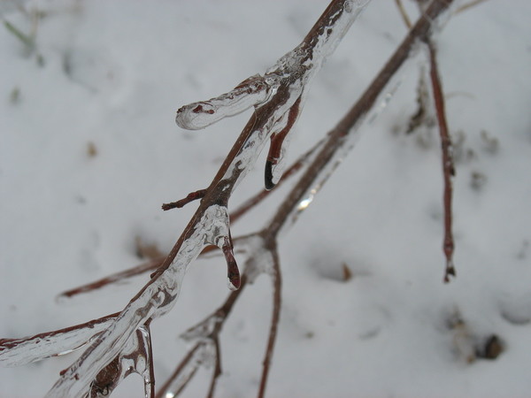 Frozen