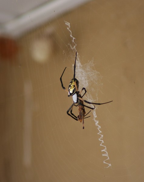 Mama Feeding (Your Garden-Variety Killer)