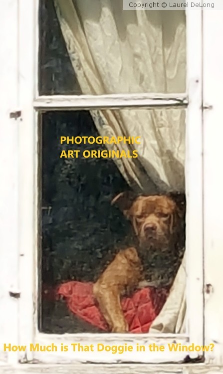 How Much Is That Doggie In The Window?