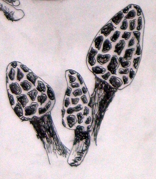 Mushrooms