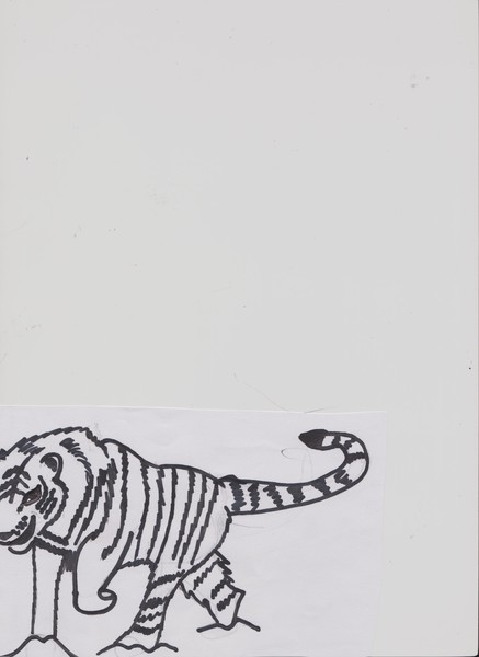 tiger