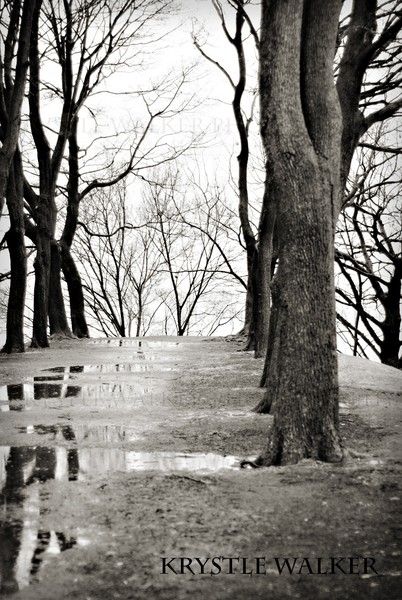 Mirrored Trees