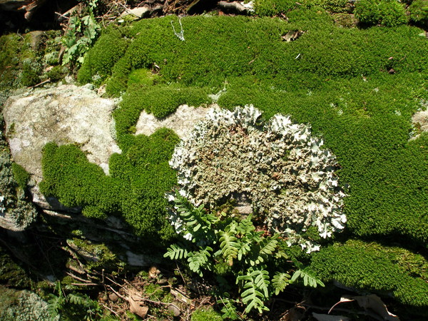 mas mossy