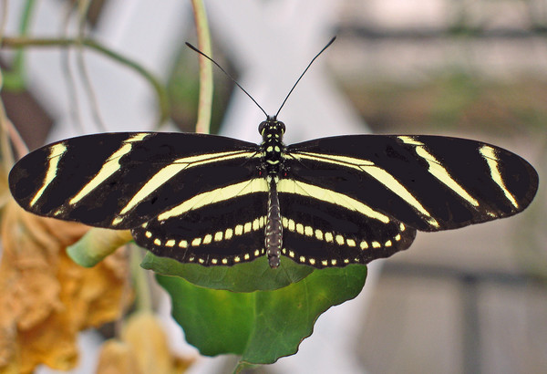 Zebra longwing butterfly 