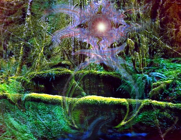 Jungle Psycropsis