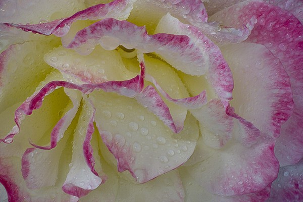Sweet and Wet
