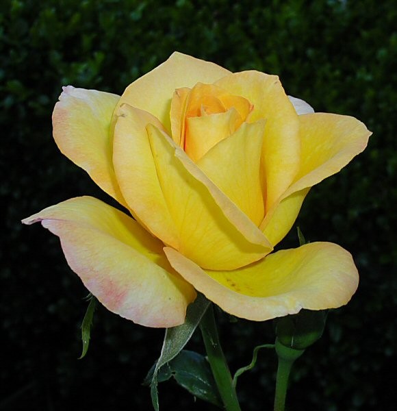 Yellow Rose