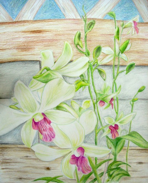 Jeannie's Orchids