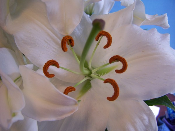 Lilly