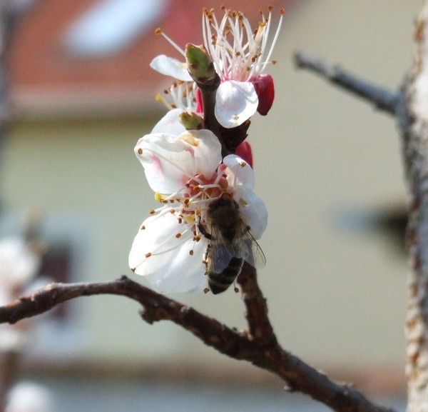 Bee