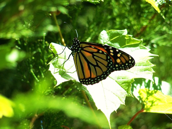 Flutterbye