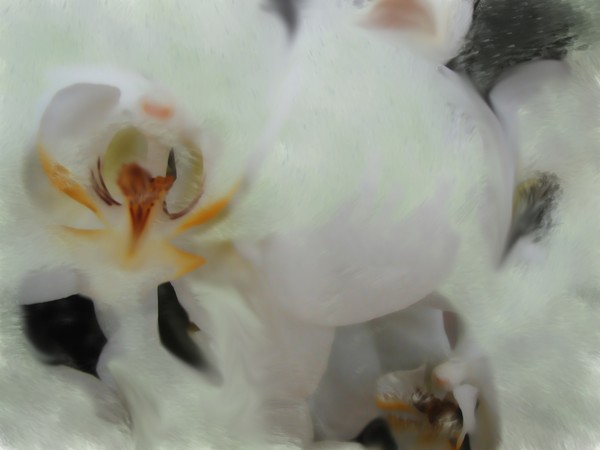 Phalaenopsis