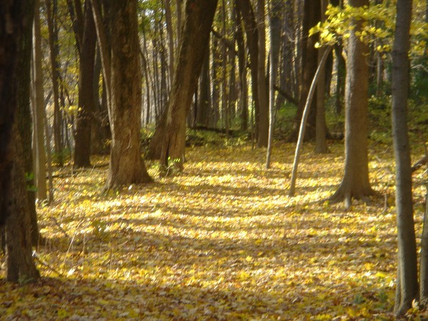 Yellow Woods