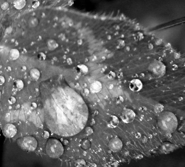 Raindrops