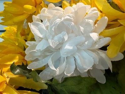 IMG 0626