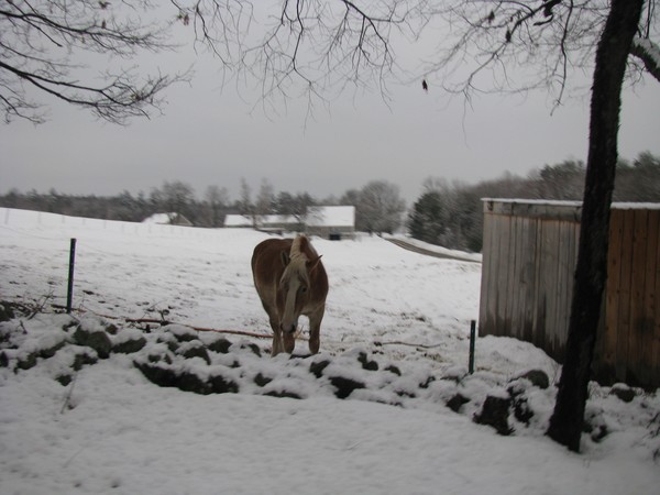 Whiter On the Other Side of the Fence