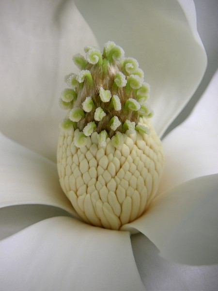 Magnolia At The Center