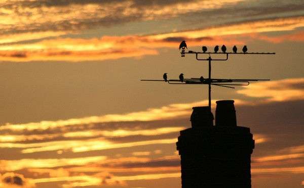 Sunset with a Bird Song