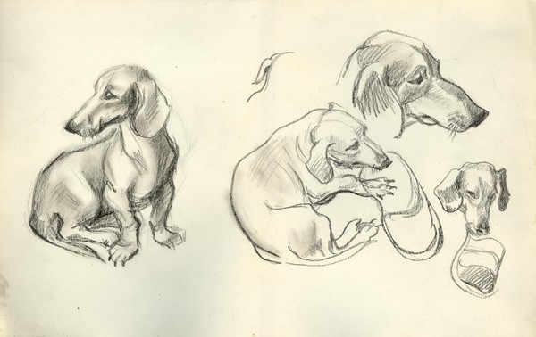 DUCHSHUND
