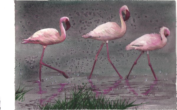 Flamingos