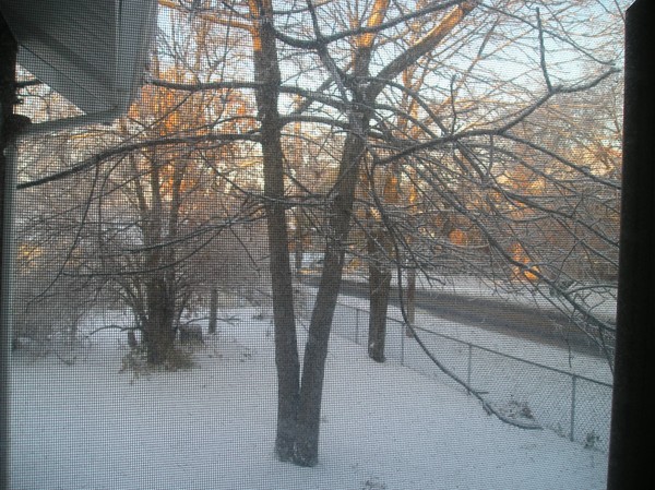 Tree Of Ice