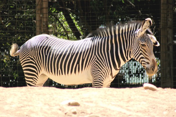 Zebra