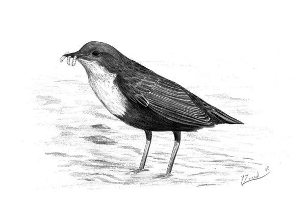 White-throated dipper (Cinclus cinclus) 