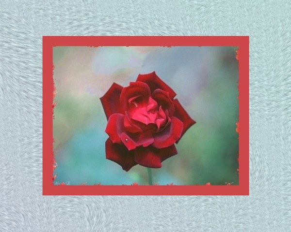 Little-Prince Rose
