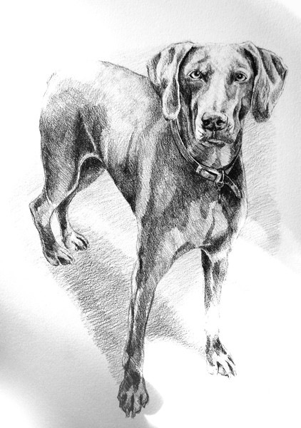 Weimaraner