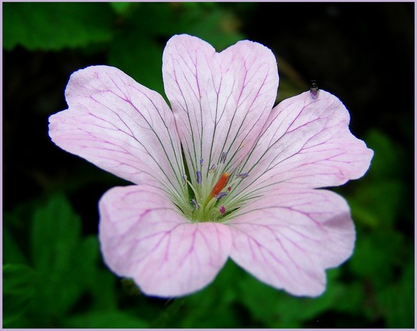 Violet flower