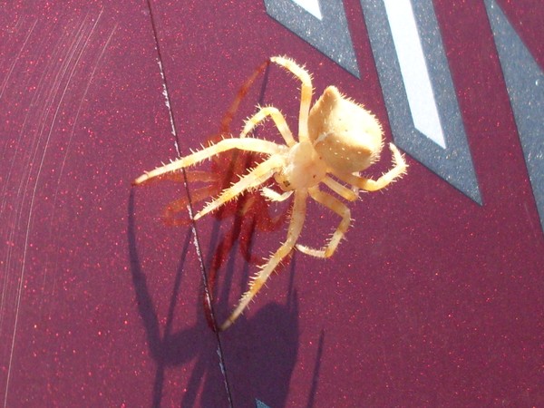cat face spider