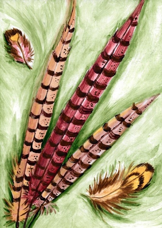 Floating Pheasant Feathers